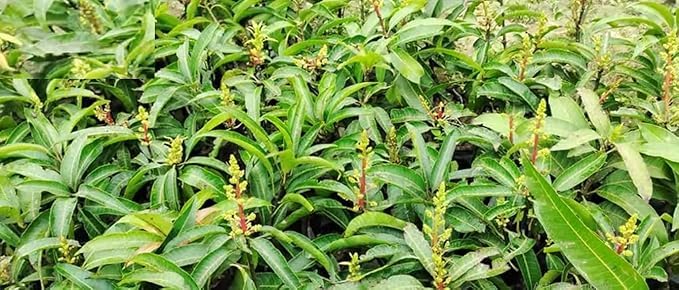Sweet Bombay Green Mango Plant (Grafted) | Mangifera indica Premium Indian Variety Live Fruit Plant | Fruiting in 1–2 Years* - Image 2