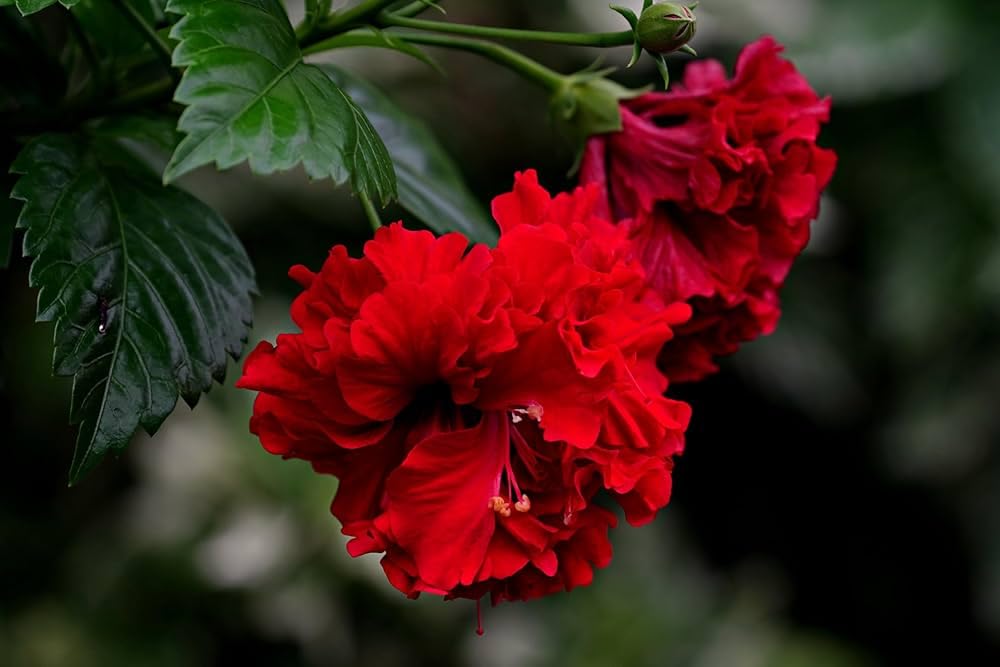 Double Petal Hibiscus Flower Plant (Red) Double Petal Red Hibiscus – A Classic Flowering Plant for Every Indian Garden - Image 4