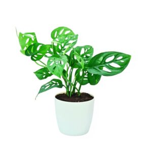 Broken Heart / Monstera Plant with Pot | Monstera deliciosa Live Indoor Swiss Cheese Plant for Home & Office
