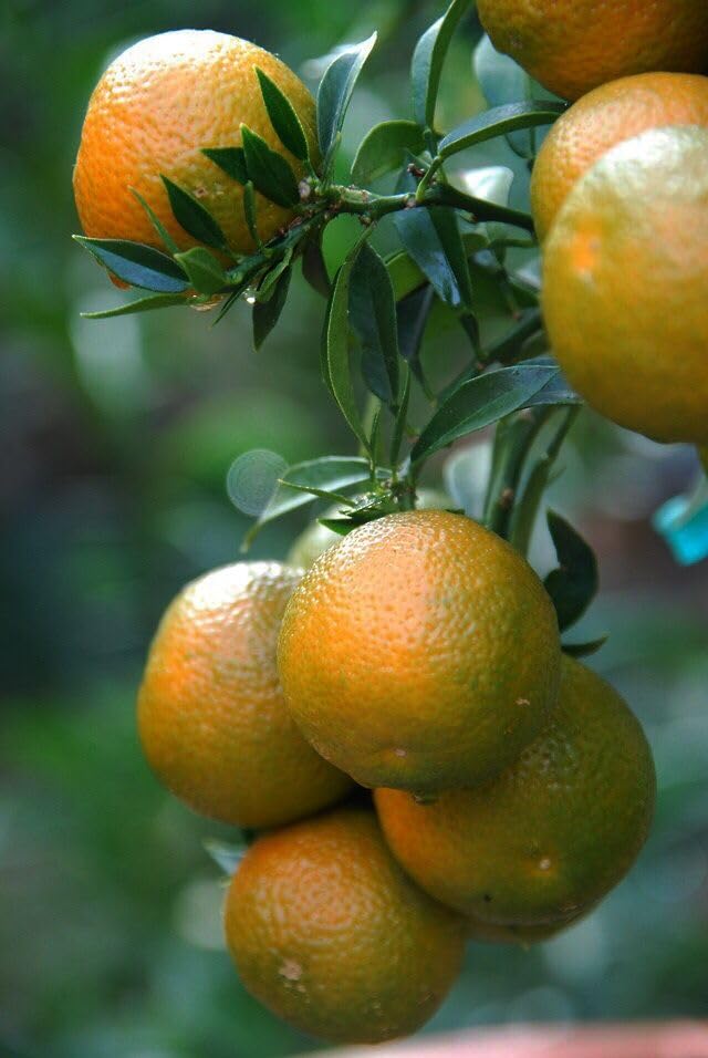 Vietnam All Time Malta Mosambi Hybrid Fruit Plant | Citrus × limetta Premium Grafted Sweet Lime Live Plant for Home Garden - Image 4