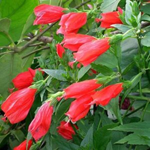 Live Rare Sleeping Hibiscus Plant | Red Mirchi Gudhal Plant | Malvaviscus penduliflorus Exotic Flowering Plant for Home Garden