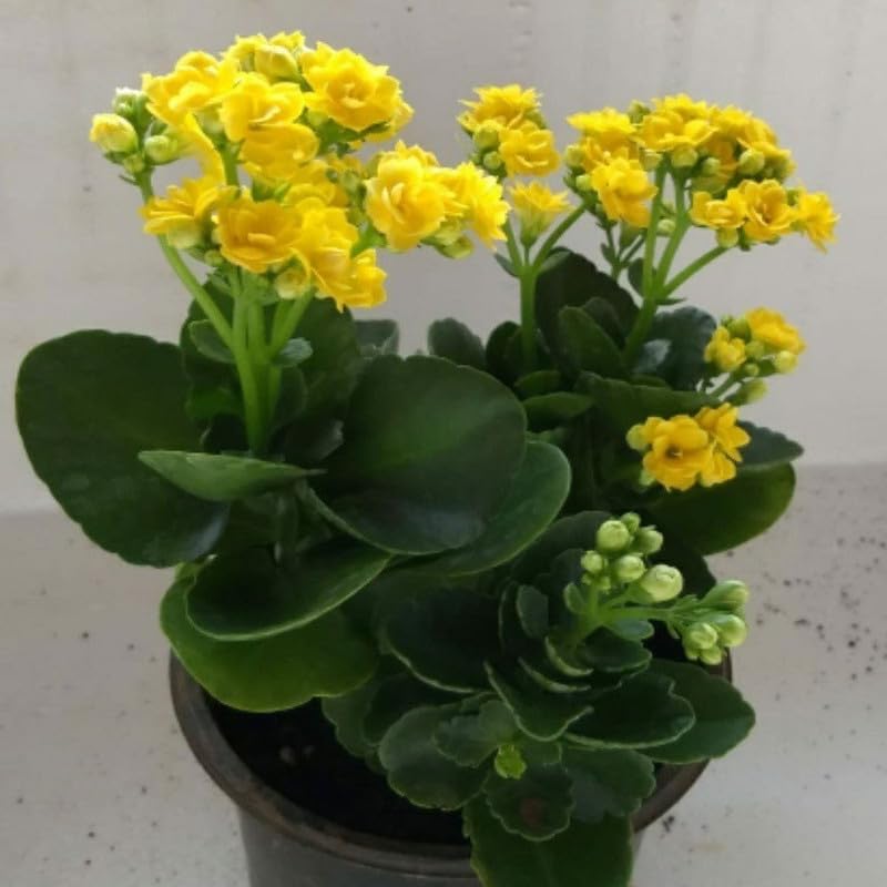 Yellow Kalanchoe Plant – Live Yellow Flowering Succulent with Pot | Indoor & Outdoor Plant - Image 5