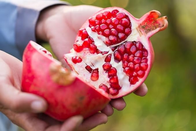 Pomegranate Granada Variety Fruit Plant – High Yielding Anar Tree - Image 2