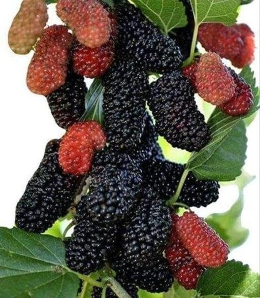 Mulberry Hybrid Plant | Black Mulberry Live Plant | Short Type Fruit Tree for Home Garden - Image 3