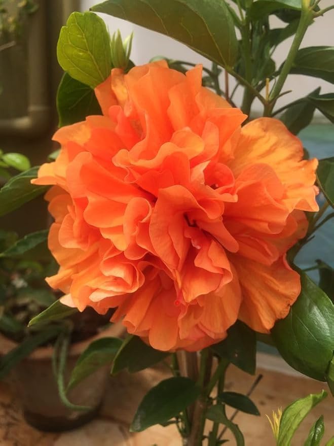 Orange Double Flowering Jhumka Live Plant – For Home Garden - Image 4