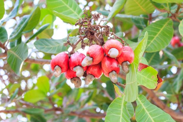 Kaju (Cashew Nut) Fruit Plant | Anacardium occidentale Premium Live Cashew Tree for Home Garden - Image 4
