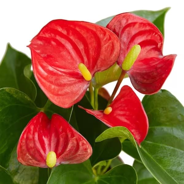 Anthurium Orange Champion (Prince of Orange) Plant With Pot | Miniature Variety | Rare Natural Live Indoor Plant - Image 4