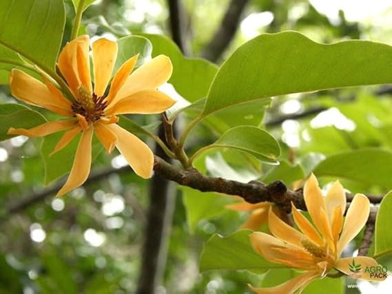 Sorno Champa grafted plant / Swarna Champa grafted plant (Golden Champa) Plant Flower plant - Image 2