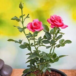 Pink Rose Plant – Fragrant Pink Flowering Live Plant | Garden & Pot Plant