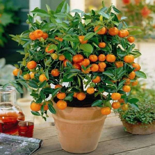Orange Malta Hybrid Plant | Citrus × sinensis Premium Sweet Malta Orange Live Fruit Plant for Home Garden - Image 2