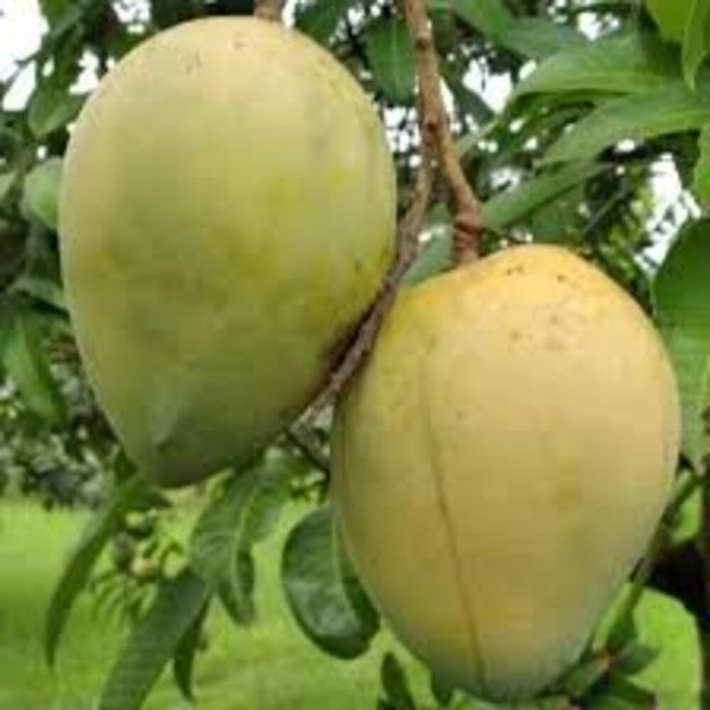 Hari Vanga Mango Plant (Grafted) | Mangifera indica Premium Sweet & Rich-Tasting Live Fruit Plant - Image 2