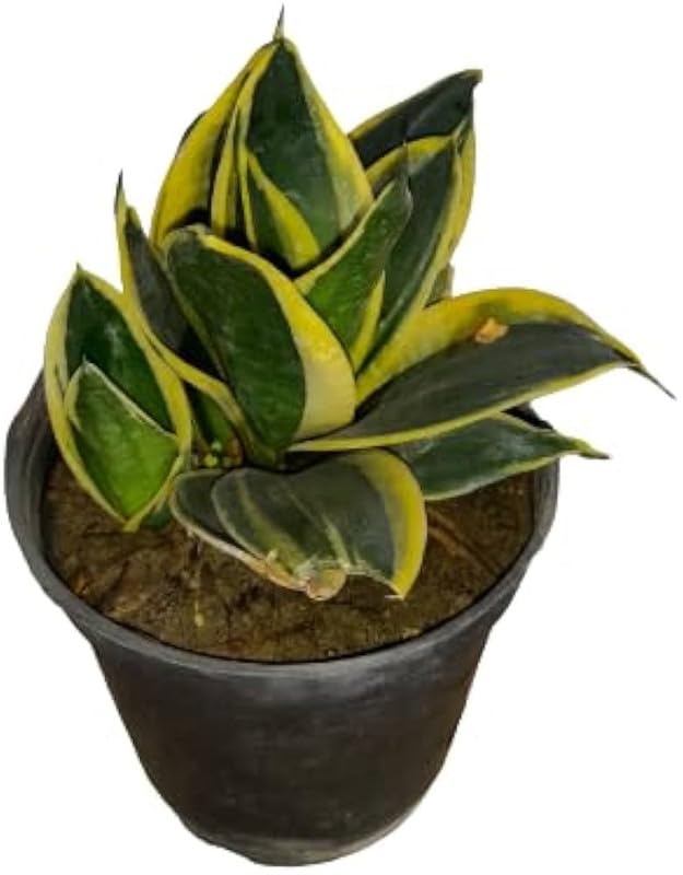 Variegated Sansevieria Plant with Pot | Live Snake Plant for Indoor Home & Office - Image 3