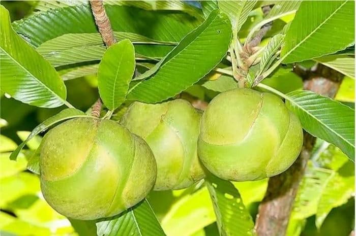 Elephant Apple Chalta Dillenia Indica Fruit plant - Image 2