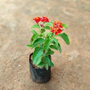 Red Lantana Camara Live Flowering Plant | Lantana camara Vibrant Red Flower Plant for Home Garden