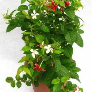 Live Madhumalti Plant (Double Petal) | Combretum indicum (Rangoon Creeper) Fragrant Flowering Vine for Home Garden