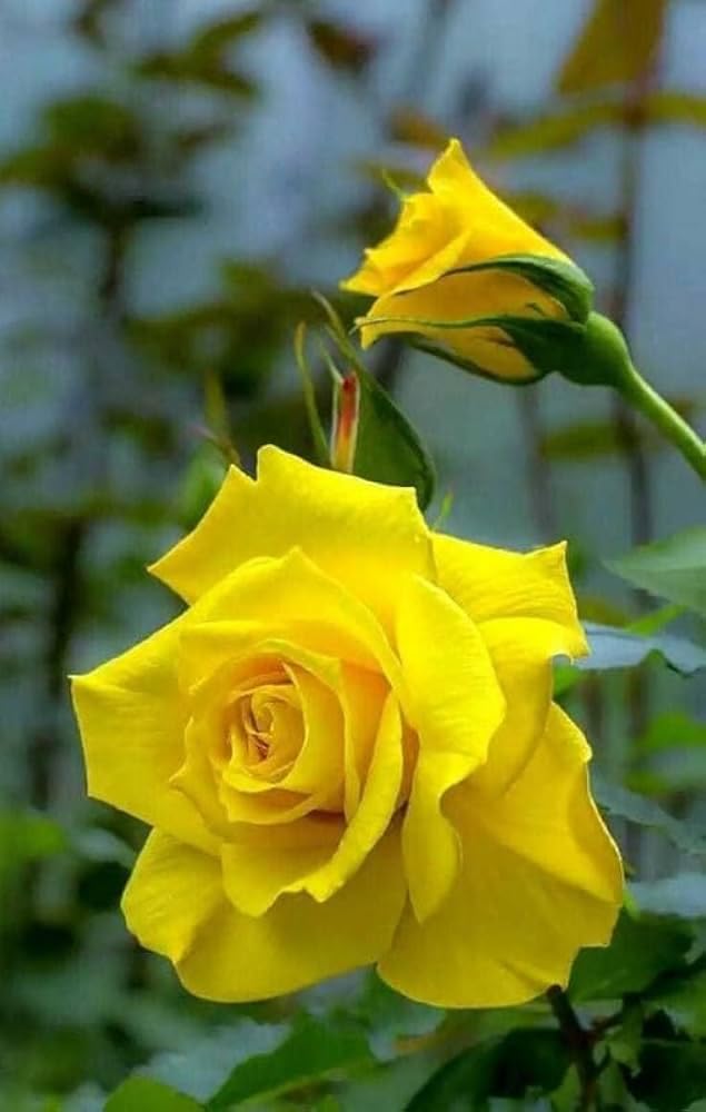 Yellow Grafted Rose Fragrant Flower Plant -Elegant, Long Blooming & Sweetly Fragrant - Image 4