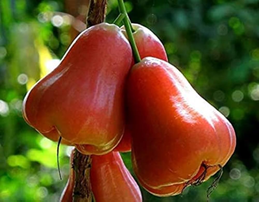 Rare Pink Water Apple Ber (Jamrul) Fruit Plant | Pink Jamrul Live Fruit Plant | Exotic Fruit Tree for Home Garden - Image 3
