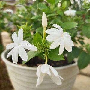 White Kunda (Downy Jasmine) Flower Plant | Jasminum multiflorum Live Fragrant Flowering Plant for Home Garden
