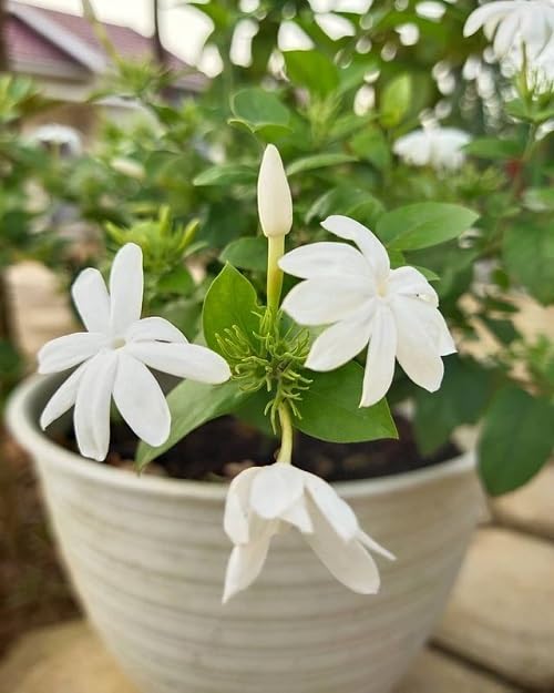 White Kunda (Downy Jasmine) Flower Plant | Jasminum multiflorum Live Fragrant Flowering Plant for Home Garden