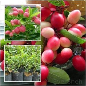 Karonda (Karamcha) Fruit Plant | Carissa carandas Live Healthy Fruit Plant for Home Garden