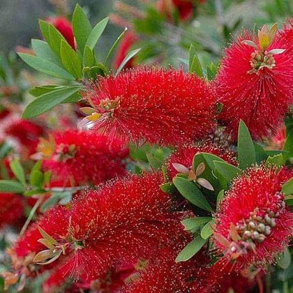 Bottle Brush Flower Live Plant | Callistemon citrinus Red Bottlebrush Flowering Plant for Home Garden - Image 5