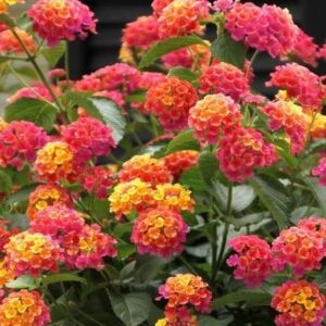 Lantana (Kongini Poo) Flower Plant | Lantana camara Live Flowering Ornamental Plant (Any Colour)