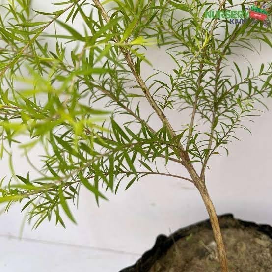 Bottle Brush Flower Plant | Callistemon citrinus (Crimson Bottlebrush) Live Flowering Plant for Home Garden - Image 3