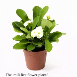 Euphorbia Milii 'Snow Queen' White Flower Plant with Pot | Live Crown of Thorns Plant for Indoor & Outdoor Garden
