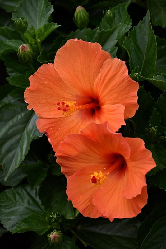 Light Orange Arhul Hibiscus Plant with Red Center – Live Flowering Plant | Garden & Pot - Image 3