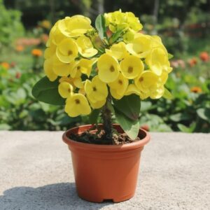 Euphorbia (Yellow) / Mili Plant with Pot | Euphorbia milii Yellow Crown of Thorns Live Flowering Succulent