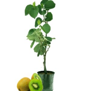 Orginal Hybrid Kiwi Fruit Plant Hayward | Live Kiwi Fruit Plant | Actinidia deliciosa | Fruit Vine for Home Garden