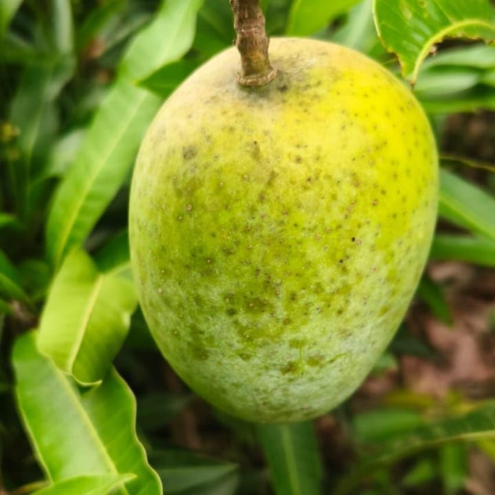 Alphonso Mango Plant (Grafted) – Premium Hapus Mango Tree for Home Garden & Orchard - Image 4