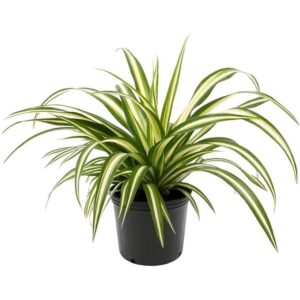 Spider Plant with Pot | Chlorophytum comosum Live Indoor Ornamental Plant for Home & Office
