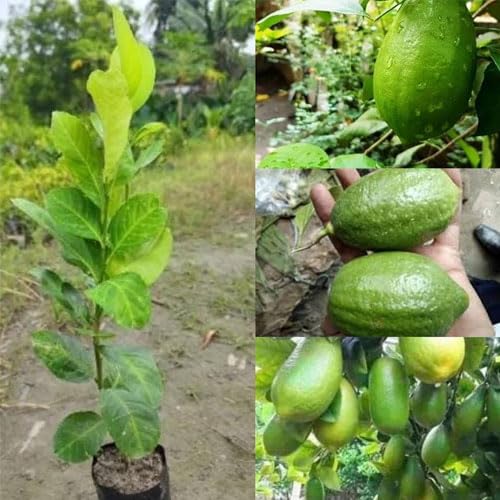 Seedless Lemon Fruit Plant | Citrus × limon Premium Grafted Live Lemon Tree for Home Garden - Image 5