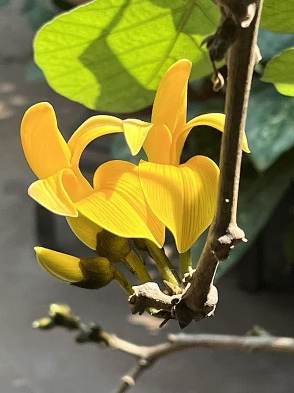 Rare Yellow Palash Flower Tree (Grafted) | Butea monosperma Yellow Flower Variety | Live Outdoor Plant for Home Garden - Image 2