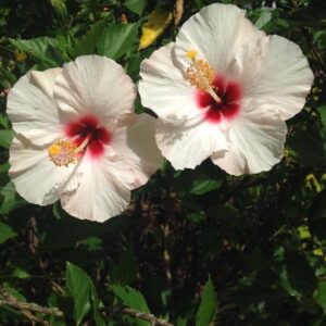 Desi White Hibiscus Flower Plant | Hibiscus rosa-sinensis Live White Gudhal Plant for Home Garden