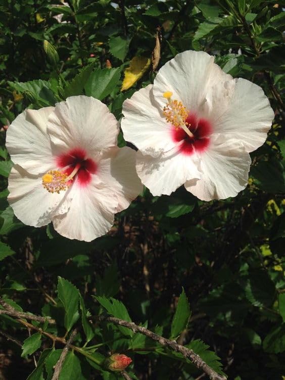 Desi White Hibiscus Flower Plant | Hibiscus rosa-sinensis Live White Gudhal Plant for Home Garden