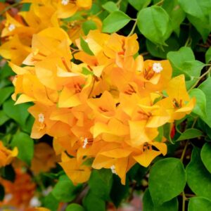 Chili Yellow Bougainvillea Grafted Plant – Kagoj Ful Yellow Flowering Shrub | Live Plant