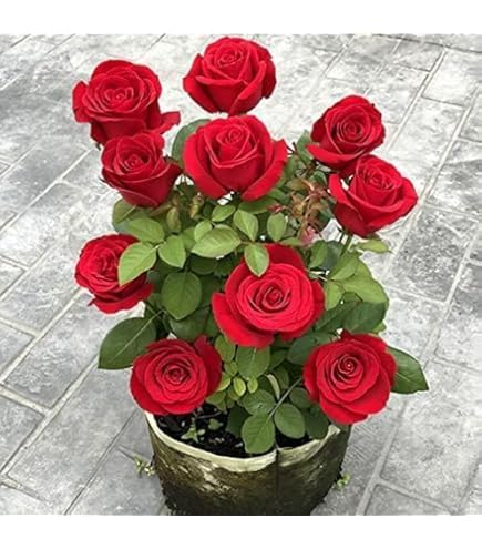 Climbing Red Rose Plant – Live Fragrant Vining Rose with Pot | Creeping & Rambling Flower Plant - Image 5