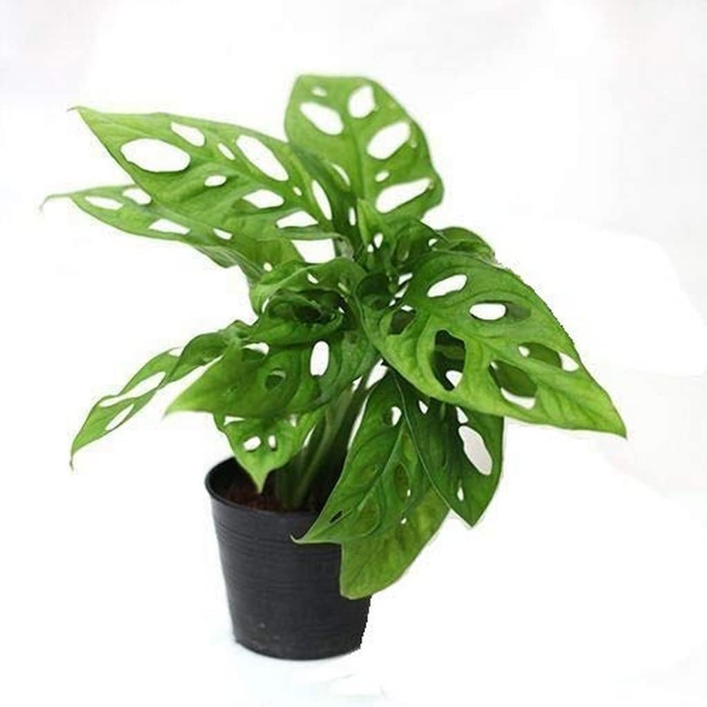 Broken Heart / Monstera Plant with Pot | Monstera deliciosa Live Indoor Swiss Cheese Plant for Home & Office - Image 3