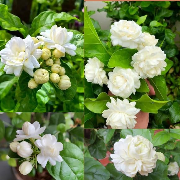 Bel Arabian Jasmine Fragrant Flower Plant | Jasminum sambac Premium Live Mogra Plant for Home Garden