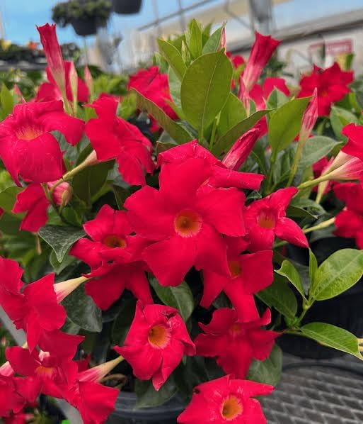 Red Mandevilla Flower Plant – Elegant Tropical Climber with Stunning Red Blooms with pot - Image 3