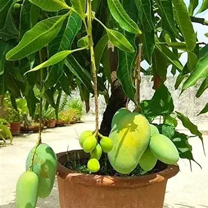 Pairi Mango Grafted Fruit Plant – Premium Traditional Indian Mango Variety