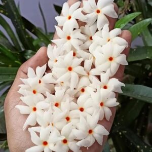Shiuli (Harsingaar/Parijaat) – Sacred Night Flowering Jasmine for Every Indian Garden