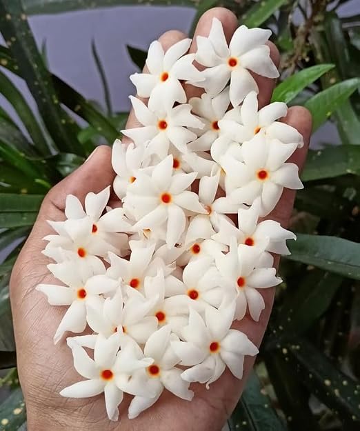 Shiuli (Harsingaar/Parijaat) – Sacred Night Flowering Jasmine for Every Indian Garden
