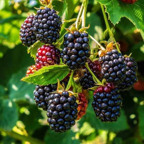 Hybrid Black Berry Fruit Plant – Air Layered Live Plant | Healthy Berry Plant for Home Garden - Image 5