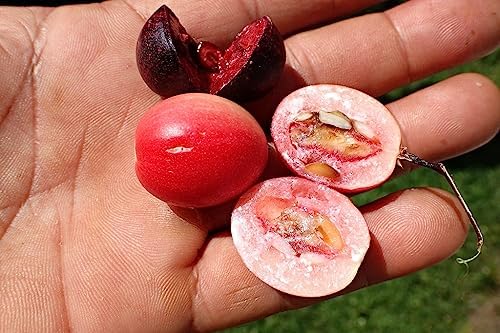 Karonda (Karamcha) Fruit Plant | Carissa carandas Live Healthy Fruit Plant for Home Garden - Image 3