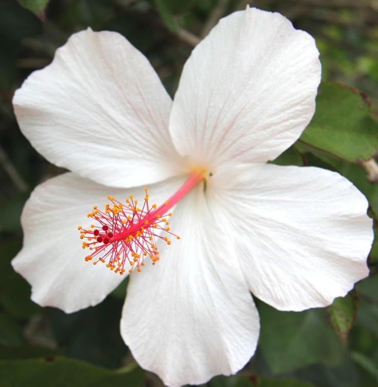 Desi White Hibiscus Flower Plant | Hibiscus rosa-sinensis Live White Gudhal Plant for Home Garden - Image 3