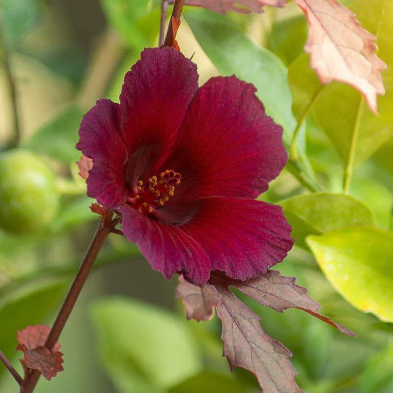 Red Cranberry Hibiscus Plant | Hibiscus acetosella Live Red Leaf & Red Flower Ornamental Plant for Home Garden - Image 4