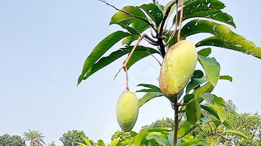 All Time Katimon Grafted Mango Plant (Baromasi mango Plant -12Months Fruit plant) | Thailand Katimon Mango Variety | Exotic Grafted Mango Fruit Plant - Image 3